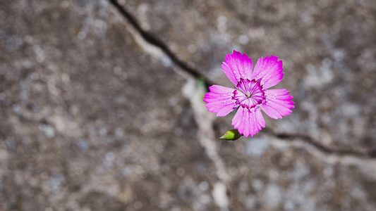 Resilience is more than just bouncing back; it’s a manifestation of your inner strength and a journey in finding yourself by reflecting on challenges.